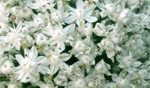 kushwaha