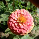 kushwaha newyear
