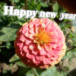 kushwaha newyear