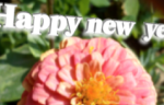 kushwaha newyearl