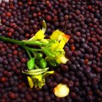 mustard-seeds