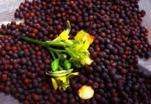 राई के कई औषधीय गुण